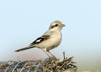 Steppe Grey Shrike Lanius meridionalis pallidirostris