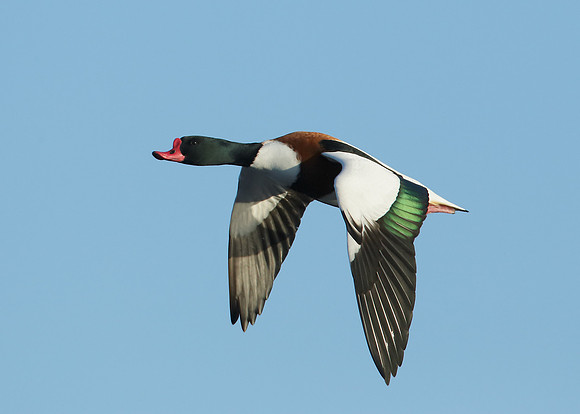 Shelduck Tadorna tadorna