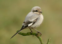 Steppe Grey Shrike Grainthorpe Haven, Lincs Nov 2008