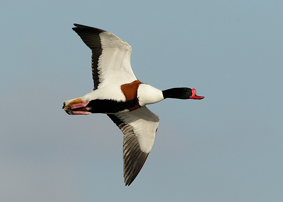 Shelduck Tadorna tadorna