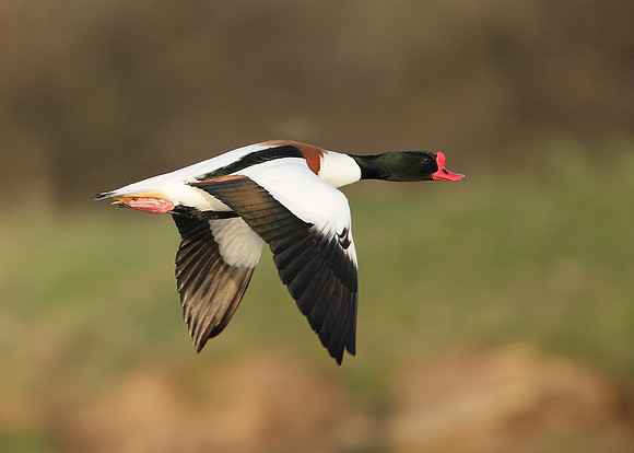 Shelduck Tadorna tadorna