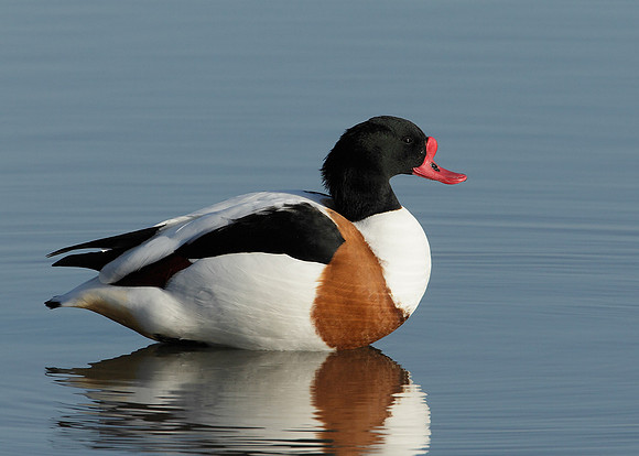 Shelduck Tadorna tadorna