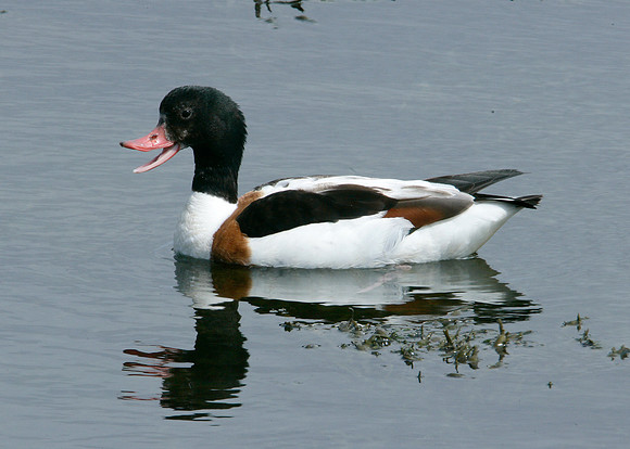 Shelduck Tadorna tadorna