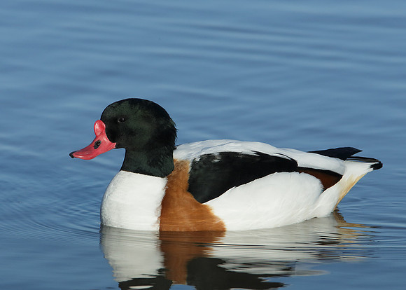 Shelduck Tadorna tadorna