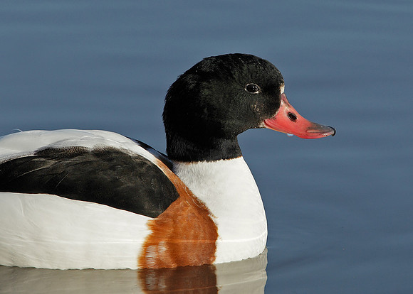 Shelduck Tadorna tadorna