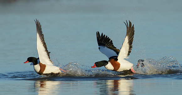 Shelduck Tadorna tadorna