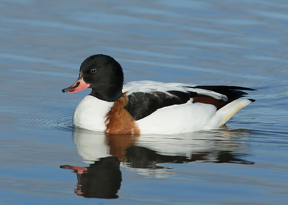 Shelduck Tadorna tadorna