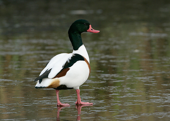 Shelduck Tadorna tadorna