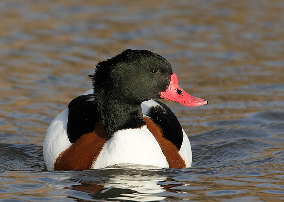 Shelduck Tadorna tadorna