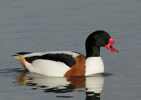 Shelduck Tadorna tadorna