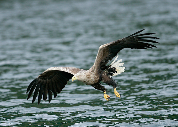 White-tailed Eagle Haliaeetus albicilla