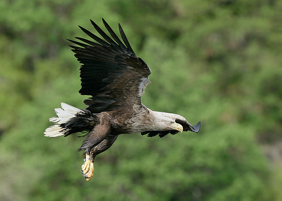 White-tailed Eagle Haliaeetus albicilla