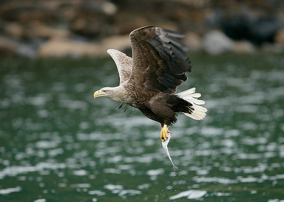 White-tailed Eagle Haliaeetus albicilla