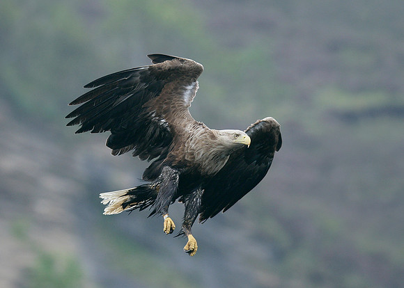 White-tailed Eagle Haliaeetus albicilla