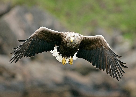 White-tailed Eagle Haliaeetus albicilla