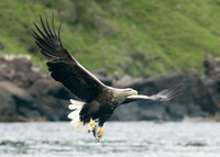 White-tailed Eagle Haliaeetus albicilla