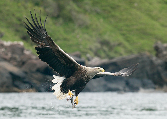 White-tailed Eagle Haliaeetus albicilla