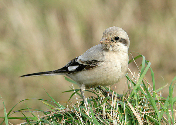 Steppe Grey Shrike Lanius meridionalis pallidirostris