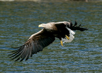 White-tailed Eagle Haliaeetus albicilla