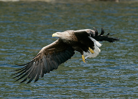 White-tailed Eagle Haliaeetus albicilla