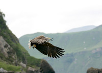 White-tailed Eagle Haliaeetus albicilla