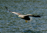 White-tailed Eagle Haliaeetus albicilla