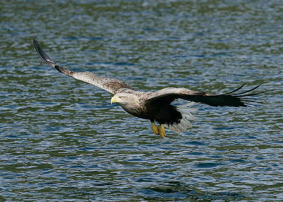 White-tailed Eagle Haliaeetus albicilla