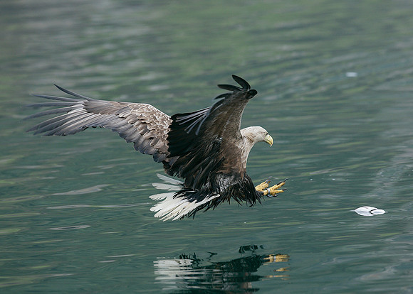 White-tailed Eagle Haliaeetus albicilla