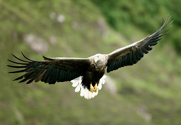 White-tailed Eagle Haliaeetus albicilla