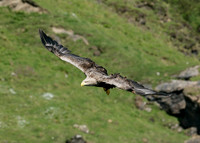 White-tailed Eagle Haliaeetus albicilla