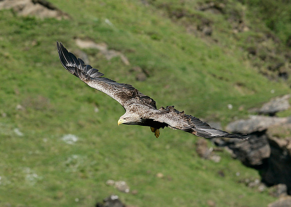 White-tailed Eagle Haliaeetus albicilla