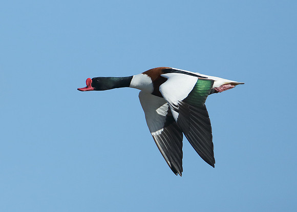 Shelduck Tadorna tadorna