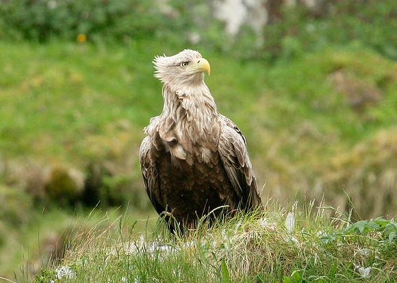 White-tailed Eagle Haliaeetus albicilla