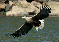 White-tailed Eagle Haliaeetus albicilla