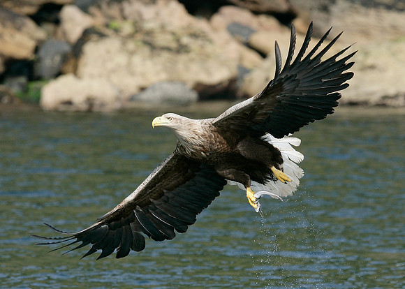 White-tailed Eagle Haliaeetus albicilla
