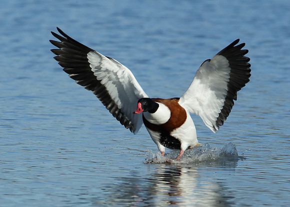 Shelduck Tadorna tadorna