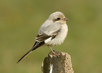 Steppe Grey Shrike Lanius meridionalis pallidirostris