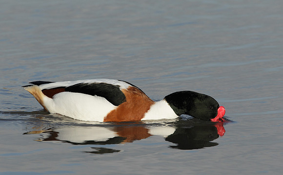 Shelduck Tadorna tadorna