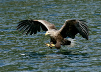 White-tailed Eagle Haliaeetus albicilla