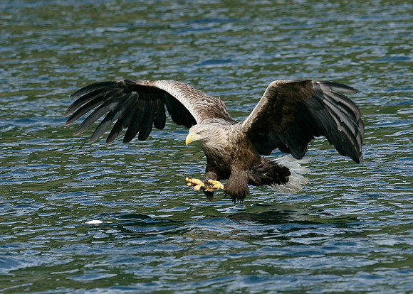 White-tailed Eagle Haliaeetus albicilla