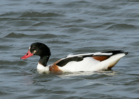 Shelduck Tadorna tadorna