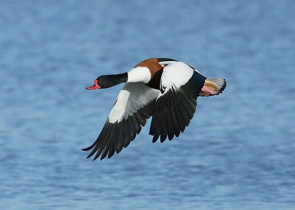 Shelduck Tadorna tadorna