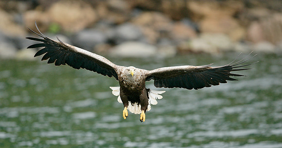 White-tailed Eagle Haliaeetus albicilla
