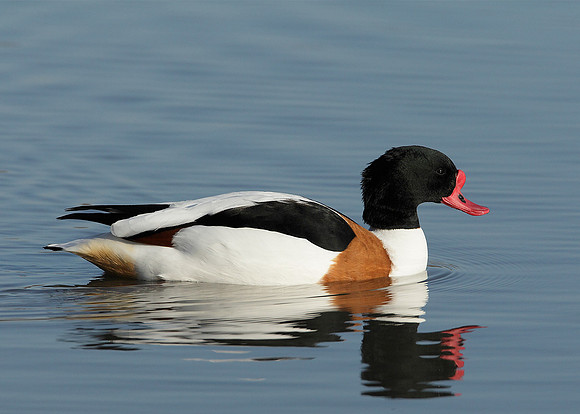 Shelduck Tadorna tadorna