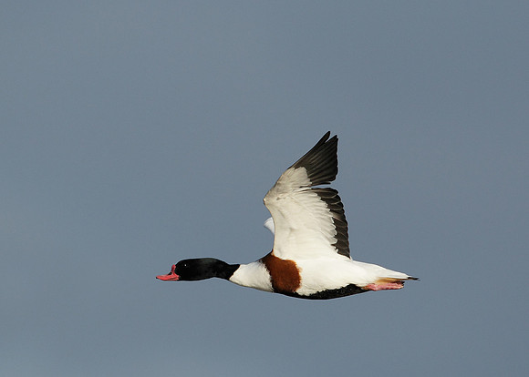 Shelduck Tadorna tadorna