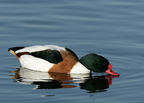 Shelduck Tadorna tadorna