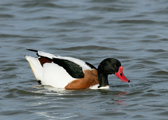 Shelduck Tadorna tadorna