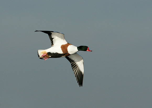 Shelduck Tadorna tadorna