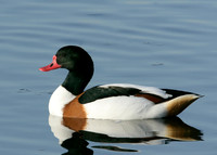 Shelduck Tadorna tadorna