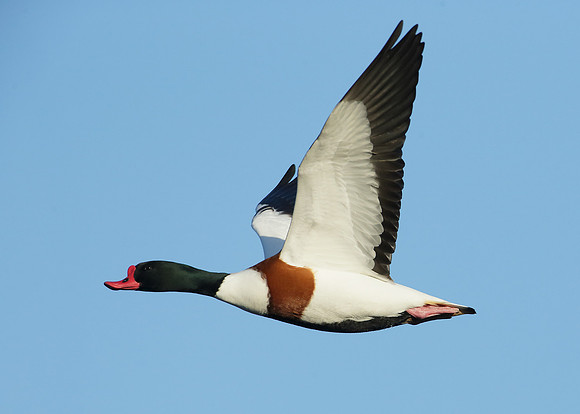 Shelduck Tadorna tadorna